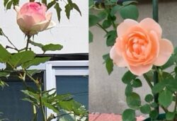 バラの季節に思う事
